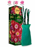 Саженец Роза Литл Артист Миниатюрная, 1 шт. Весна 2026  (артикул 10920792)  большой выбор товаров оптом и в розницу по низким ценам с доставкой