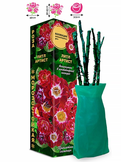 Саженец Роза Литл Артист Миниатюрная, 1 шт. Весна 2026