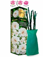 Саженец Роза Попкорн Миниатюрная, 1 шт. Весна 2026  (артикул 10920796)  большой выбор товаров оптом и в розницу по низким ценам с доставкой