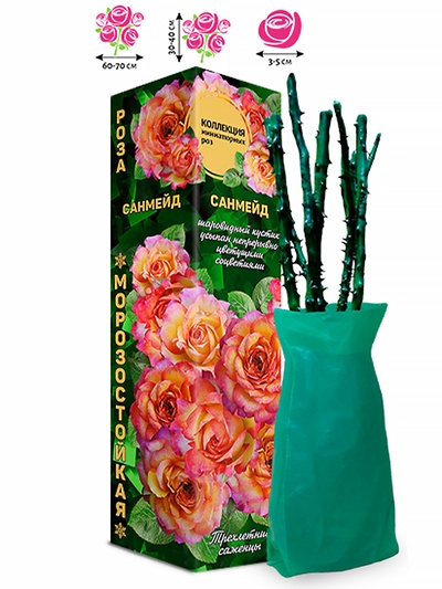 Саженец Роза Санмейд Миниатюрная, 1 шт. Весна 2026