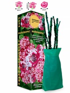 Саженец Роза Файерворкс Миниатюрная, 1 шт. Весна 2026  (артикул 10920799)  большой выбор товаров оптом и в розницу по низким ценам с доставкой