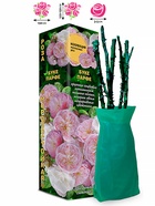 Саженец Роза Буке Парфе Мускусная, 1 шт. Весна 2026  (артикул 10920802)  большой выбор товаров оптом и в розницу по низким ценам с доставкой