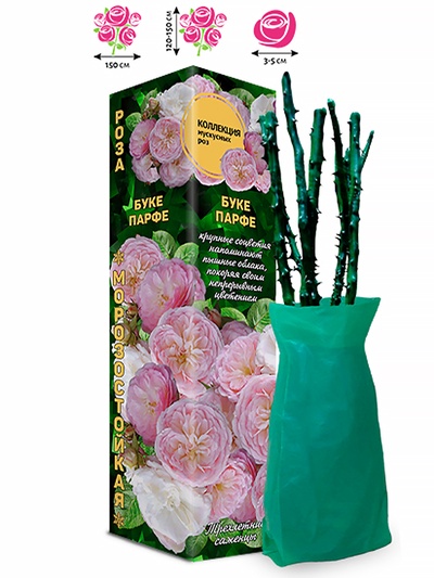 Саженец Роза мускусная «Буке Парфе», 1 шт., Весна 2026