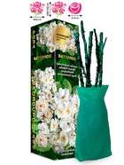 Саженец Роза Ватерлоо Мускусная, 1 шт. Весна 2026  (артикул 10920803)  большой выбор товаров оптом и в розницу по низким ценам с доставкой