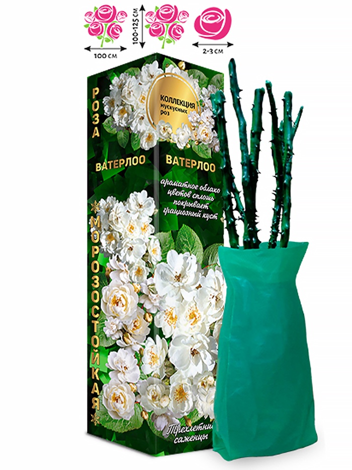 Саженец Роза мускусная «Ватерлоо», 1 шт., Весна 2026 - Фото 1