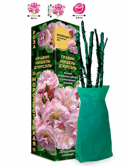 Саженец Роза мускусная «Гравин Мишель д'Юрсэль», 1 шт., Весна 2026