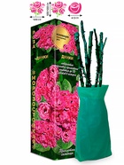 Саженец Роза Динки Мускусная, 1 шт. Весна 2026  (артикул 10920805)  большой выбор товаров оптом и в розницу по низким ценам с доставкой