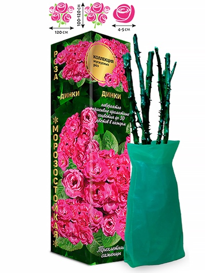 Саженец Роза мускусная «Динки», 1 шт., Весна 2026