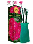 Саженец Роза Лейпциг Мускусная, 1 шт. Весна 2026  (артикул 10920806)  большой выбор товаров оптом и в розницу по низким ценам с доставкой