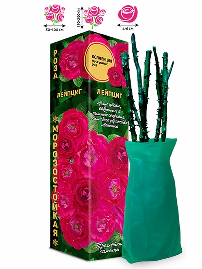 Саженец Роза мускусная «Лейпциг», 1 шт., Весна 2026