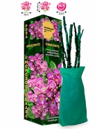 Саженец Роза Сибелиус Мускусная, 1 шт. Весна 2026  (артикул 10920808)  большой выбор товаров оптом и в розницу по низким ценам с доставкой