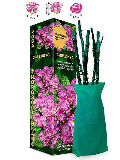 Саженец Роза мускусная «Сибелиус», 1 шт., Весна 2026