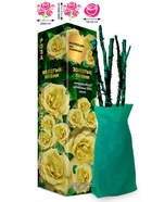 Саженец Роза Антике Клаймбер-Плетистая, 1 шт. Весна 2026  (артикул 10920809)  большой выбор товаров оптом и в розницу по низким ценам с доставкой