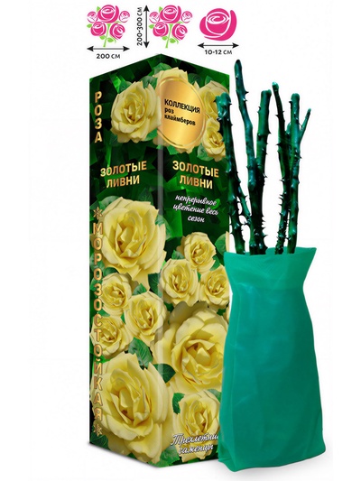 Саженец Роза клаймбер-плетистая «Золотые ливни», 1 шт., Весна 2026