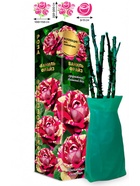 Саженец Роза Ваниль Фрайз Клаймбер-Плетистая, 1 шт. Весна 2026  (артикул 10920813)  большой выбор товаров оптом и в розницу по низким ценам с доставкой