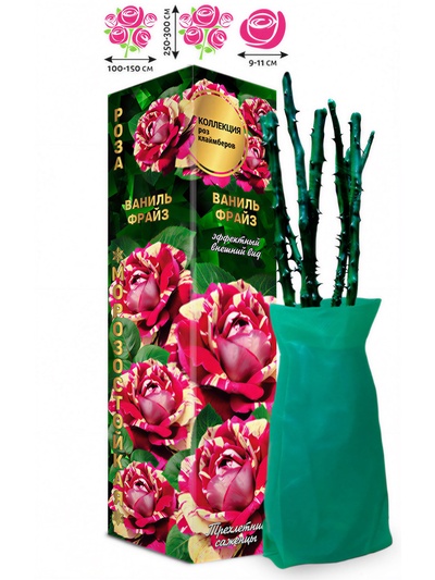 Саженец Роза клаймбер-плетистая «Ваниль Фрайз», 1 шт., Весна 2026