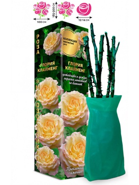 Саженец Роза Плетистая «Глория Клайменг», 1 шт., Весна 2026