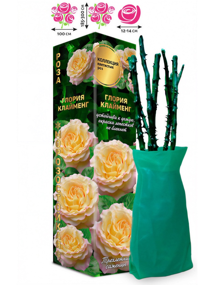 Саженец Роза Плетистая «Глория Клайменг», 1 шт., Весна 2026 - Фото 1