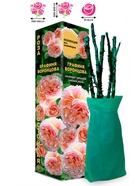 Саженец Роза Графиня Воронцова Клаймбер-Плетистая, 1 шт. Весна 2026  (артикул 10920815)  большой выбор товаров оптом и в розницу по низким ценам с доставкой