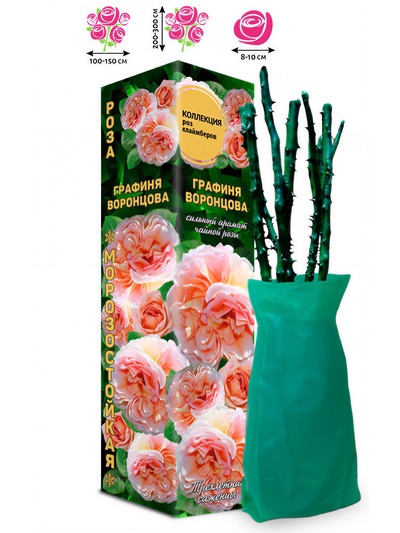 Саженец Роза клаймбер-плетистая «Графиня Воронцова», 1 шт., Весна 2026