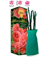 Саженец Роза Диди Бриджуотер Плетистая, 1 шт. Весна 2026  (артикул 10920816)  большой выбор товаров оптом и в розницу по низким ценам с доставкой