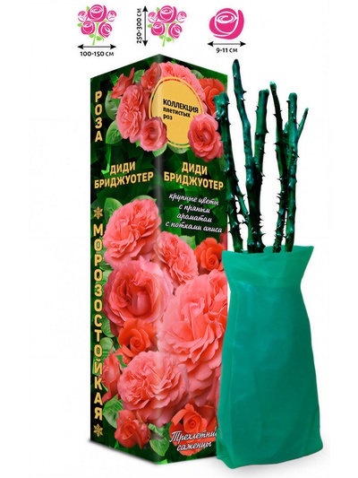 Саженец Роза плетистая «Диди Бриджуотер», 1 шт., Весна 2026