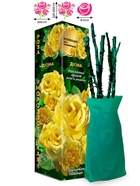 Саженец Роза Дюна Клаймбер-Плетистая, 1 шт. Весна 2026  (артикул 10920817)  большой выбор товаров оптом и в розницу по низким ценам с доставкой