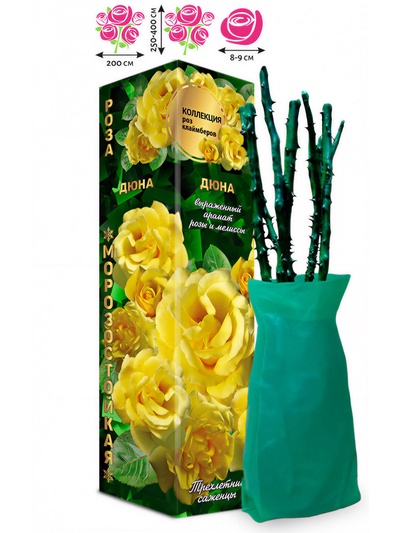 Саженец Роза клаймбер-плетистая «Дюна», 1 шт., Весна 2026