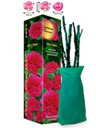 Саженец Роза Лагуна Клаймбер-Плетистая, 1 шт. Весна 2026  (артикул 10920824)  большой выбор товаров оптом и в розницу по низким ценам с доставкой