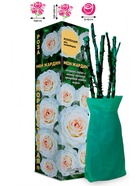 Саженец Роза Мон Жардин Клаймбер-плетистая, 1 шт. Весна 2026  (артикул 10920827)  большой выбор товаров оптом и в розницу по низким ценам с доставкой