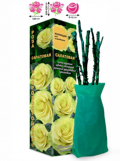 Саженец Роза клаймбер плетистая «Салатовая», 1 шт., Весна 2026