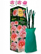 Саженец Роза Цезарь Клаймбер-Плетистая, 1 шт. Весна 2026  (артикул 10920836)  большой выбор товаров оптом и в розницу по низким ценам с доставкой