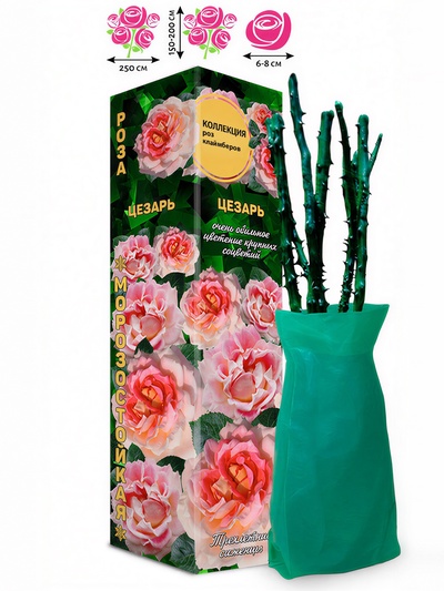 Саженец Роза Цезарь Клаймбер-Плетистая, 1 шт. Весна 2026