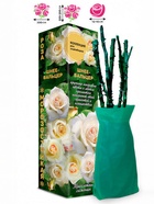 Саженец Роза Шнеевальцер Клаймбер-плетистая, 1 шт. Весна 2026  (артикул 10920837)  большой выбор товаров оптом и в розницу по низким ценам с доставкой