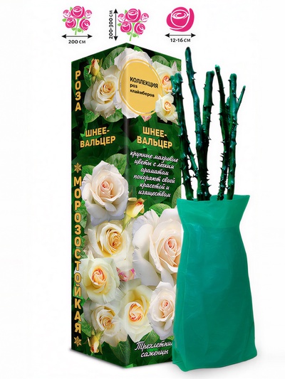 Саженец Роза Шнеевальцер Клаймбер-плетистая, 1 шт. Весна 2026