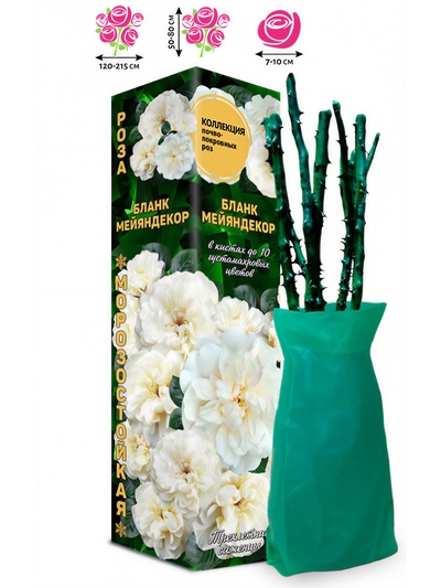 Саженец Роза почвопокровная «Бланк Мейяндекор», 1 шт., Весна 2026