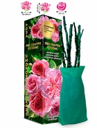 Саженец Роза Лес Кватре Сизонс Почвопокровная, 1 шт. Весна 2026  (артикул 10920846)  большой выбор товаров оптом и в розницу по низким ценам с доставкой