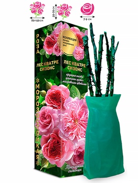 Саженец Роза почвопокровная «Лес Кватре Сизонс», 1 шт., Весна 2026