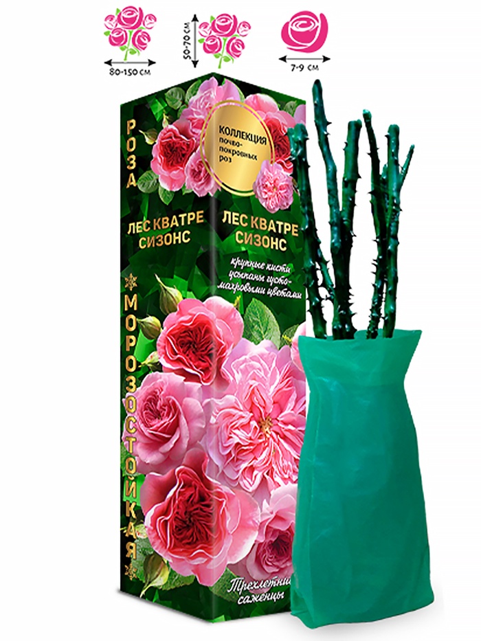 Саженец Роза почвопокровная «Лес Кватре Сизонс», 1 шт., Весна 2026 - Фото 1