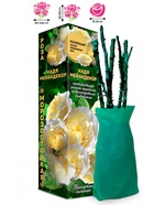 Саженец Роза Надя Мейандекор Почвопокровная, 1 шт. Весна 2026  (артикул 10920847)  большой выбор товаров оптом и в розницу по низким ценам с доставкой