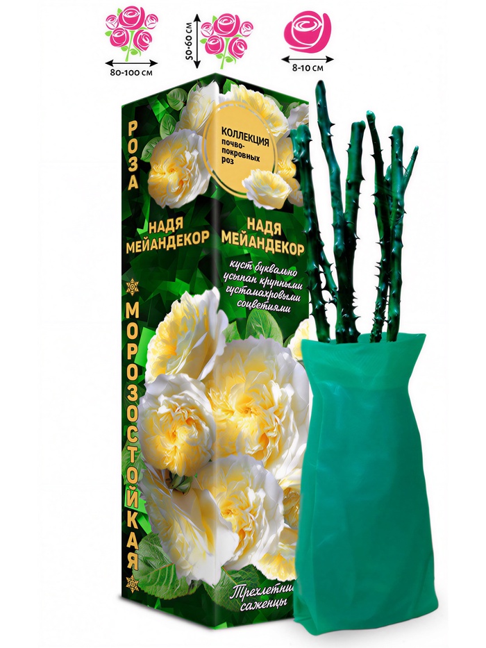 Саженец Роза почвопокровная «Надя Мейандекор», 1 шт., Весна 2026 - Фото 1