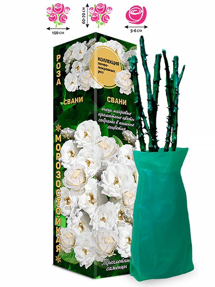 Саженец Роза почвопокровная «Свани», 1 шт., Весна 2026 - Фото 1