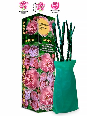 Саженец Роза почвопокровная «Фейри», 1 шт., Весна 2026