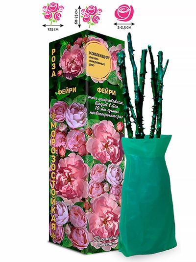 Саженец Роза почвопокровная «Фейри», 1 шт., Весна 2026