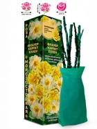 Саженец Роза Флауер Карпет Еллоу Почвопокровная, 1 шт. Весна 2026  (артикул 10920851)  большой выбор товаров оптом и в розницу по низким ценам с доставкой