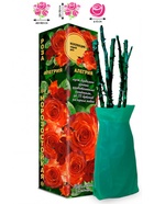 Саженец Роза Алегрия Спрей, 1 шт., Весна 2026  (артикул 10920854)  большой выбор товаров оптом и в розницу по низким ценам с доставкой