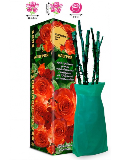 Саженец Роза спрей «Алегрия», 1 шт., Весна 2026