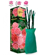 Саженец Роза Барбадос Спрей, 1 шт. Весна 2026  (артикул 10920855)  большой выбор товаров оптом и в розницу по низким ценам с доставкой