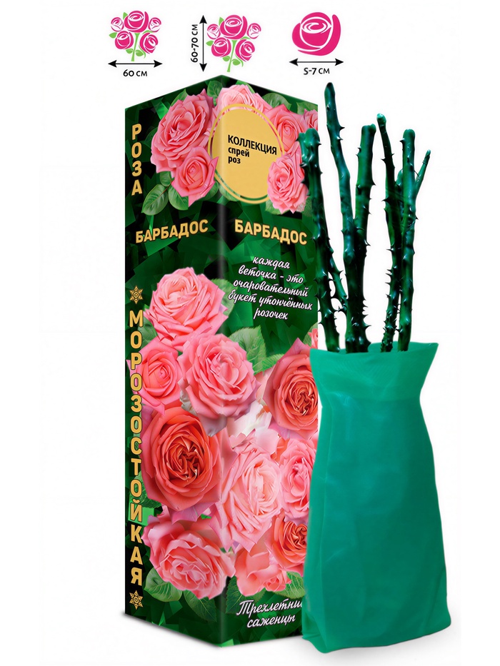 Саженец Роза спрей «Барбадос», 1 шт., Весна 2026 - Фото 1
