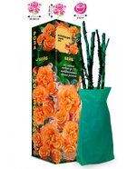 Саженец Роза Бейб Cпрей, 1 шт. Весна 2026  (артикул 10920856)  большой выбор товаров оптом и в розницу по низким ценам с доставкой